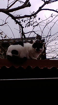 CATODAY-KOGARASHI