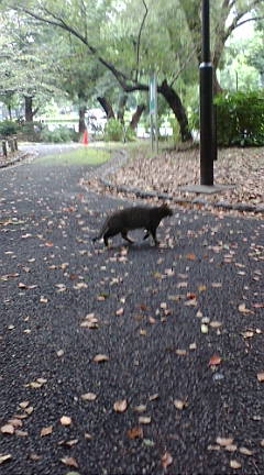CATODAY-PARK